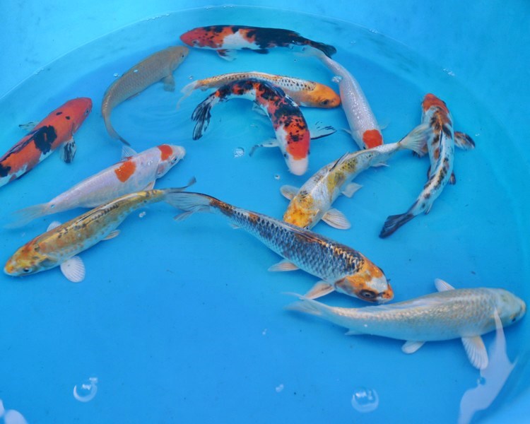 Istana Koi Jual Ikan Koi Super Import & Lokal Corak Warna Lengkap